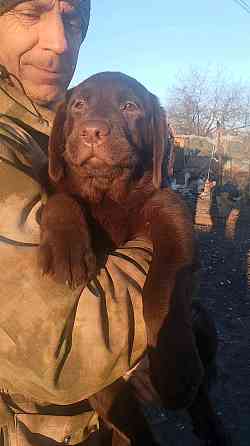 Щенки Лабрадора Ретривера Докучаевск