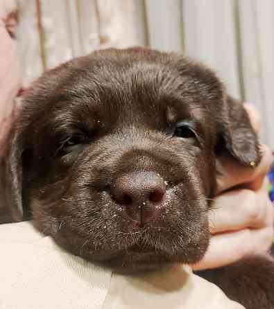 Щенки Лабрадора Ретривера Докучаевск