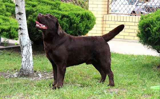 Щенки Лабрадора Ретривера Докучаевск