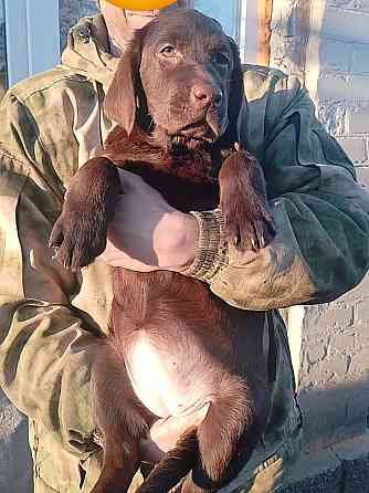 Щенки Лабрадора Ретривера Докучаевск