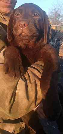 Щенки Лабрадора Ретривера Докучаевск