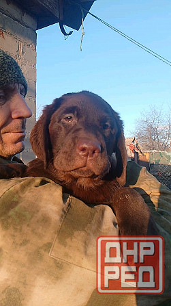 Щенки Лабрадора Ретривера Докучаевск - изображение 7