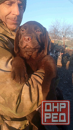 Щенки Лабрадора Ретривера Докучаевск - изображение 5