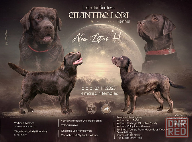 Щенки Лабрадора Ретривера Докучаевск - изображение 1