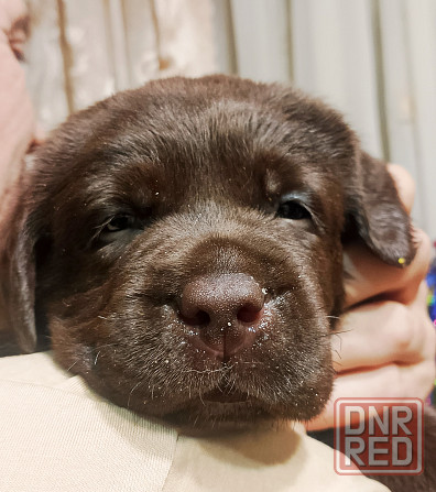 Щенки Лабрадора Ретривера Докучаевск - изображение 6