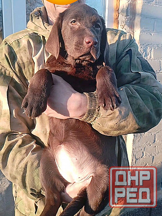 Щенки Лабрадора Ретривера Докучаевск - изображение 4