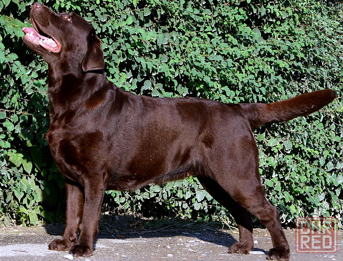 Щенки Лабрадора Ретривера Докучаевск - изображение 2