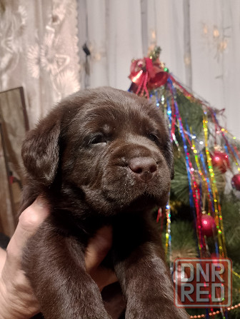 Щенки Лабрадора Ретривера Докучаевск - изображение 7