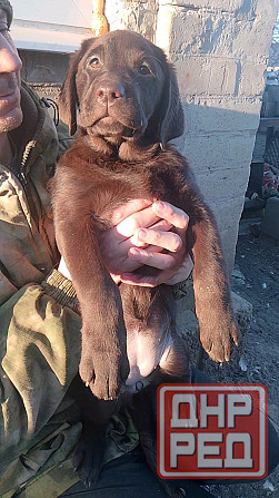 Щенки Лабрадора Ретривера Докучаевск - изображение 8