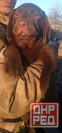 Щенки Лабрадора Ретривера Докучаевск - изображение 6