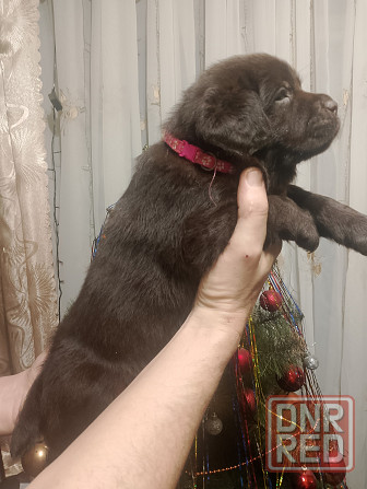 Щенки Лабрадора Ретривера Докучаевск - изображение 4