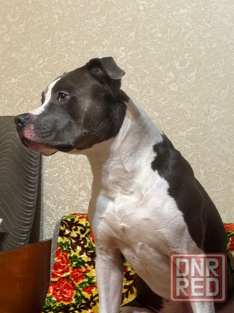 Вязка Донецк - изображение 1