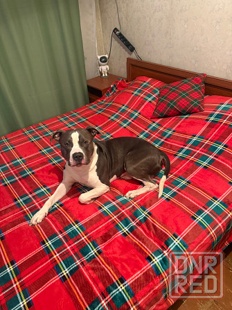 Вязка Донецк - изображение 2