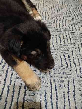 Щенок в хорошие руки Макеевка