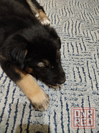 Щенок в хорошие руки Макеевка - изображение 1