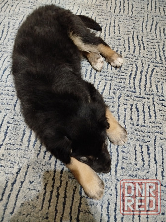 Щенок в хорошие руки Макеевка - изображение 2