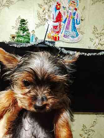 Девочка йорк Донецк