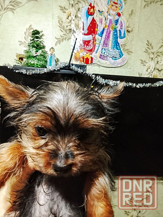 Девочка йорк Донецк - изображение 1