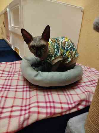 Красивый канадский свинкс ищет невесту для вязки Донецк