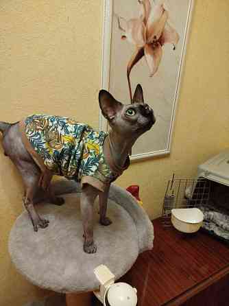 Красивый канадский свинкс ищет невесту для вязки Донецк