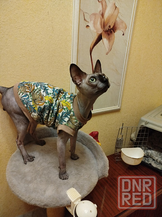 Красивый канадский свинкс ищет невесту для вязки Донецк - изображение 2