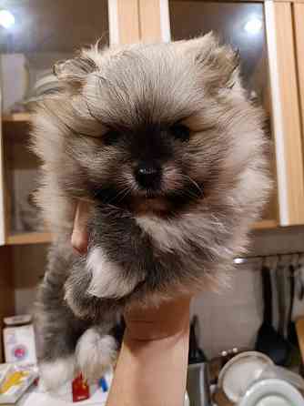 Продаётся замечательный щенок Донецк