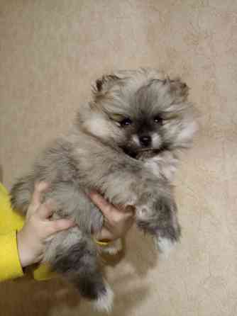 Продаётся замечательный щенок Донецк