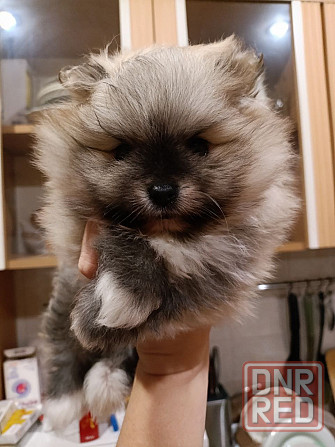 Продаётся замечательный щенок Донецк - изображение 2