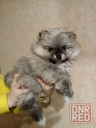 Продаётся замечательный щенок Донецк - изображение 1