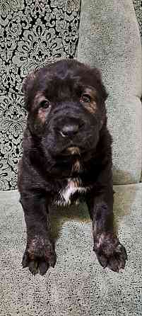 #сао#среднеазиатская овчарка #алабай#азиат#щенок# Донецк