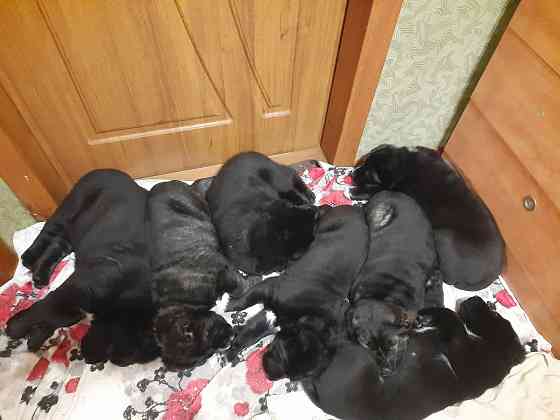 #сао#среднеазиатская овчарка #алабай#азиат#щенок# Донецк