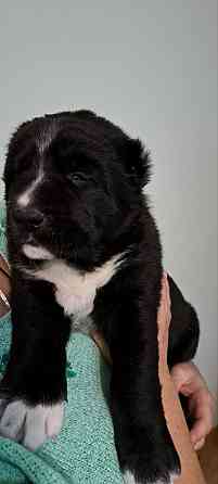 #сао#среднеазиатская овчарка #алабай#азиат#щенок# Донецк