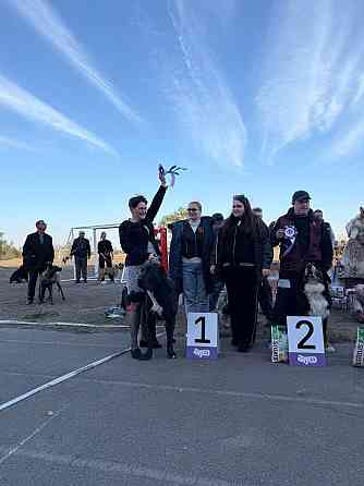 #сао#среднеазиатская овчарка #алабай#азиат#щенок# Донецк