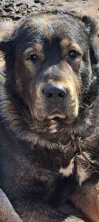 #сао#среднеазиатская овчарка #алабай#азиат#щенок# Донецк