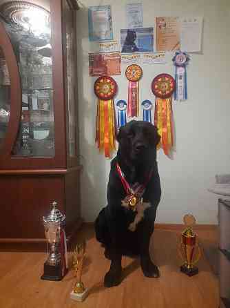 #сао#среднеазиатская овчарка #алабай#азиат#щенок# Донецк