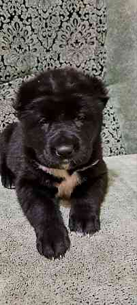 #сао#среднеазиатская овчарка #алабай#азиат#щенок# Донецк