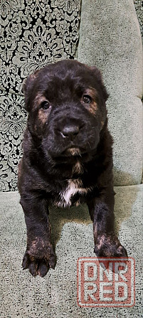 #сао#среднеазиатская овчарка #алабай#азиат#щенок# Донецк - изображение 4