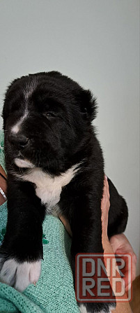 #сао#среднеазиатская овчарка #алабай#азиат#щенок# Донецк - изображение 3