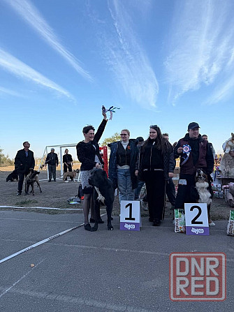 #сао#среднеазиатская овчарка #алабай#азиат#щенок# Донецк - изображение 8