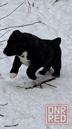 #сао#среднеазиатская овчарка #алабай#азиат#щенок# Донецк - изображение 8