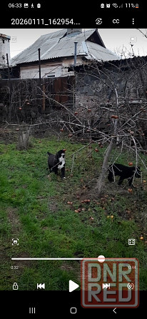 #сао#среднеазиатская овчарка #алабай#азиат#щенок# Донецк - изображение 7