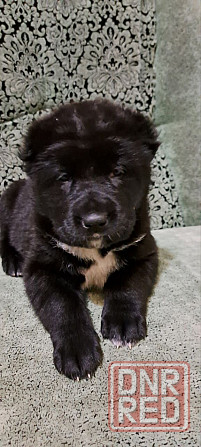 #сао#среднеазиатская овчарка #алабай#азиат#щенок# Донецк - изображение 2