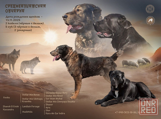 #сао#среднеазиатская овчарка #алабай#азиат#щенок# Донецк - изображение 1