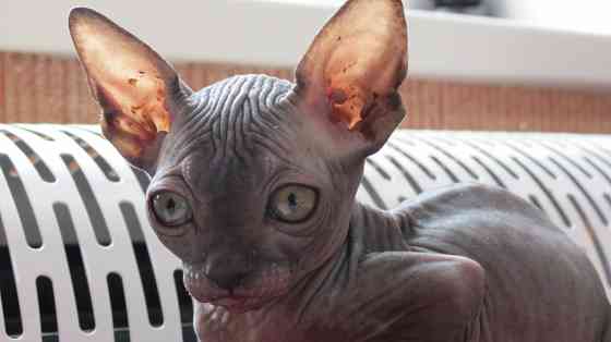 Сфинкс Донецк