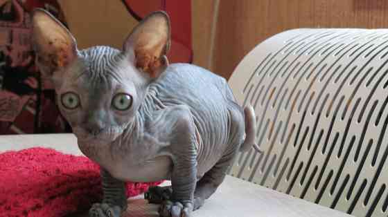 Сфинкс Донецк