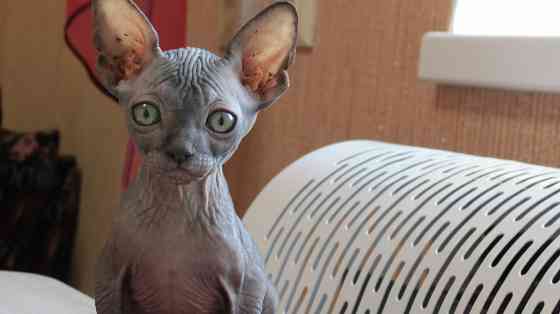 Сфинкс Донецк