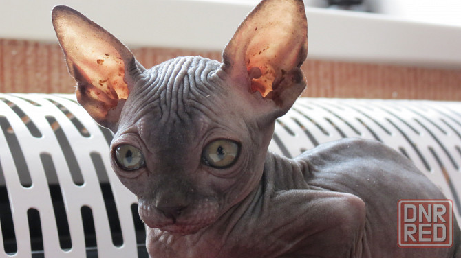 Сфинкс Донецк - изображение 1