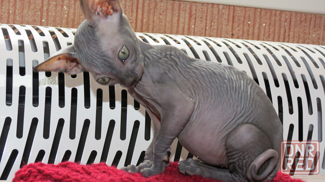 Сфинкс Донецк - изображение 3