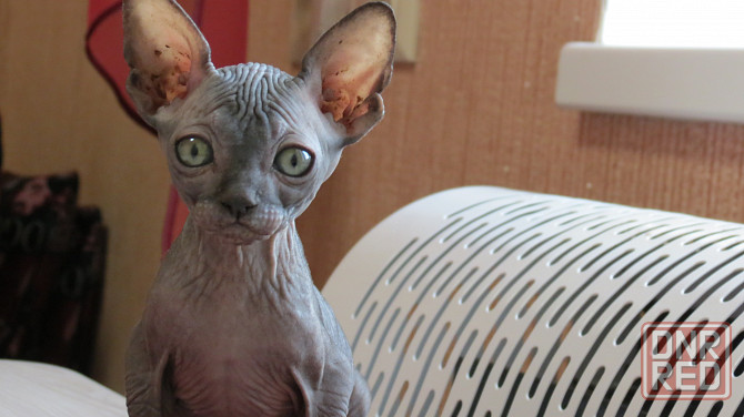 Сфинкс Донецк - изображение 2