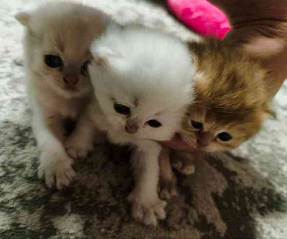 Готовятся к продаже котята Донецк
